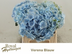 Hydrangea Verena Blue 40cm 14-16cm Hd