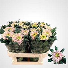 Chrysanth Single Rossano Charlotte 75cm 120gr.