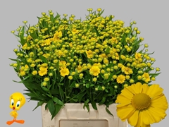 Helenium Tweety 60cm