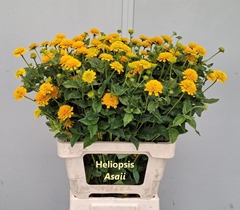 Heliopsis Helianthoides Asahi 65cm