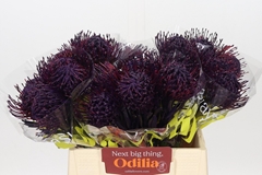 Leucospermum Painted Aubergine 40cm