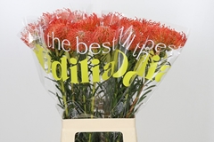 Leucospermum Succession 70cm