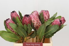 Protea Magnifica Early Mountain Queen 40cm