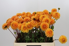 Dahlia Sylvia 55cm