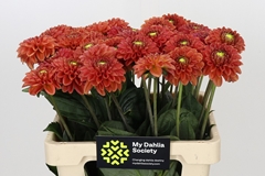 Dahlia Orange Fox 60cm