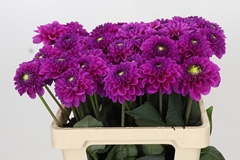 Dahlia Purple Fox 60cm