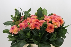 Dahlia Sebastian 55cm