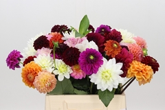 Dahlia Mix Per Bunch 40cm