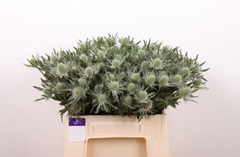 Eryngium Alpinum Gemini Questar 40cm