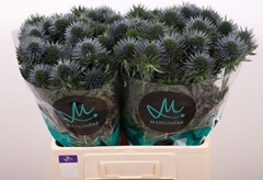 Eryngium Alpinum Scorpius Questar 60cm