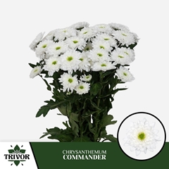 Chrysanth Spray Commander 70cm 80gr.