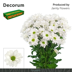 Chrysanth Spray Kennedy 70cm 90gr.