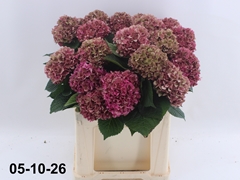 Hydrangea Glowing Alps Classic 60cm 14-16cm Hd