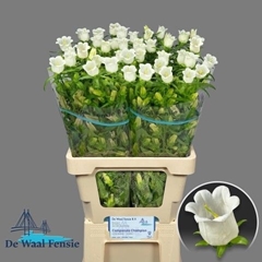 Campanula Champion White 70cm