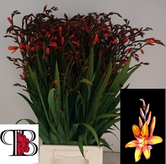 Crocosmia Emily Mckenzie 60cm