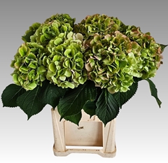 Hydrangea Verena Classic 80cm 21-23cm Hd