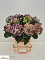 Hydrangea Revolution 60cm 10-12cm Hd