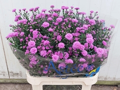 Aster Astee Karmijn 85cm 45gr.