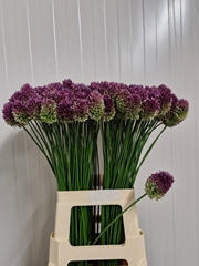 Allium Sphaerocephal 75cm