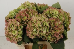 Hydrangea White Verena Classic 60cm 16-18cm Hd