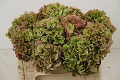 Hydrangea White Verena Classic 50cm 14-16cm Hd