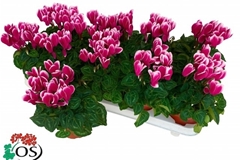 Cyclamen Super Serie Carino 10Ø 25cm