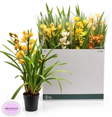 Cymbidium Mixed 14Ø 85cm 3st