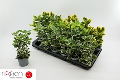 Euonymus Mix 9Ø 19cm