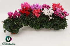Cyclamen Super Serie Allure 10Ø 20cm
