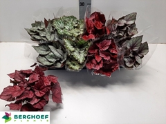 Begonia Leaf Beleaf Mix 12Ø 22cm
