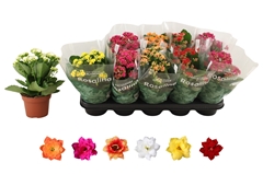 Kalanchoe Double Rosaline Mix 12Ø 27cm