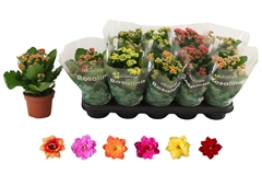 Kalanchoe Double Rosaline Mix 12Ø 27cm