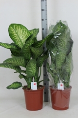 Dieffenbachia Maroba 24Ø 90cm