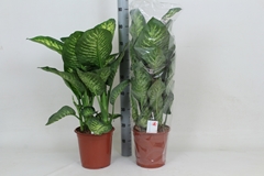Dieffenbachia Lemon Trop 24Ø 90cm