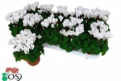 Cyclamen Super Serie Carino 10Ø 25cm
