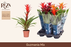 Guzmania Mix 3 Kinds 12Ø 50cm