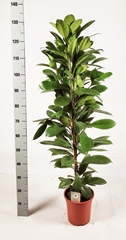 Ficus Cyathistipula 21Ø 130cm