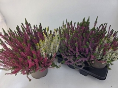 Calluna Garden Girls Trio Girls 19Ø 35cm