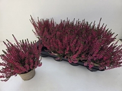 Calluna Garden Girls Athene 12Ø 24cm