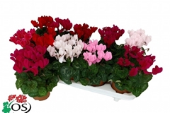 Cyclamen Super Serie Carino 10Ø 25cm