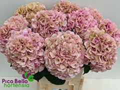 Hydrangea My Beautiful Vienna Classic 80cm 20-22cm Hd