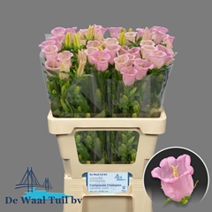 Campanula Campana Pearl Pink 60cm