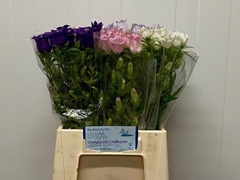 Campanula Medium Mix 50cm