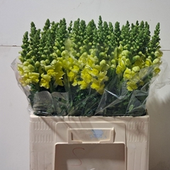 Antirrhinum Opus Yellow 60cm
