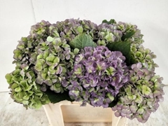 Hydrangea Verena Blue Classic 50cm 16-18cm Hd