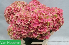 Hydrangea Sweet Esperance 60cm 20-22cm Hd