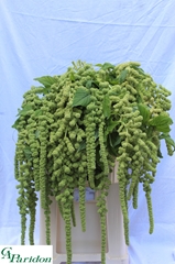 Amaranthus Caudatus Cycloop 80cm