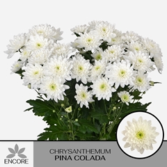 Chrysanth Spray Pina Colada 70cm 60gr.