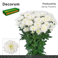 Chrysanth Spray Altaj 70cm 115gr.