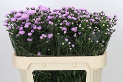 Aster Astee Mini Baby Pink 70cm 15gr.